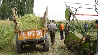 黑英山鄉(xiāng) 駐村干部助力牧民制作青儲飼料，推動畜牧業(yè)發(fā)展