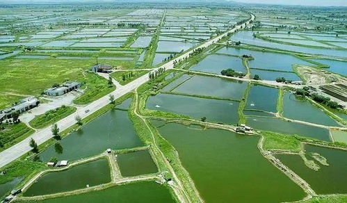 秋季漁業(yè)管理5大要點與畜牧漁業(yè)飼料銷售策略