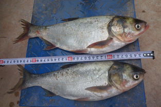 楚雄州稻田養(yǎng)魚(yú)與增殖放流項(xiàng)目效果監(jiān)測(cè)調(diào)查及畜牧漁業(yè)飼料銷(xiāo)售關(guān)聯(lián)分析