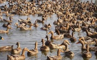 金錠鴨價(jià)格持續(xù)攀升，畜牧市場(chǎng)飼料獸藥招商火爆